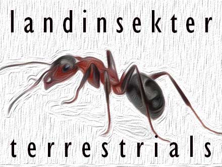 Landinsekter