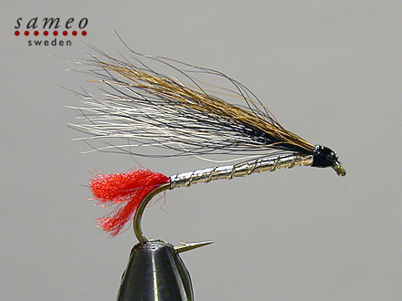 Black nose dace