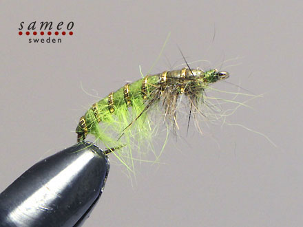 Caddis Larva